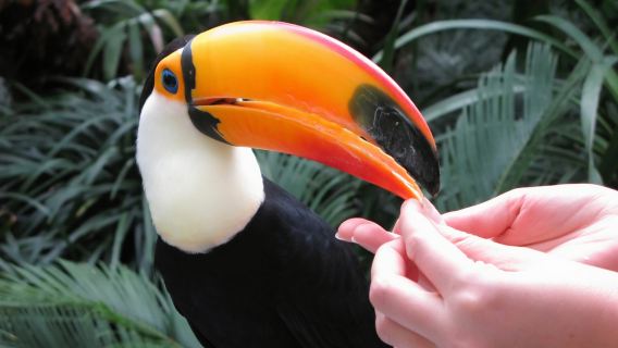 Zurich Zoo + Bahnhofstrasse + Beyer Museum + Zurich Botanical Garden