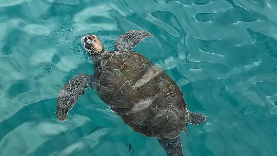 ทัวร์ชายหาดส่วนตัวและดำน้ำตื้นที่เกาะคูราเซา