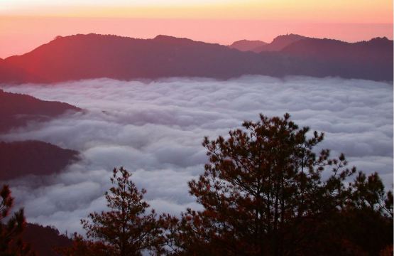 台灣阿里山國家風景區+阿里山國家森林遊樂區一日【嘉義出發&】