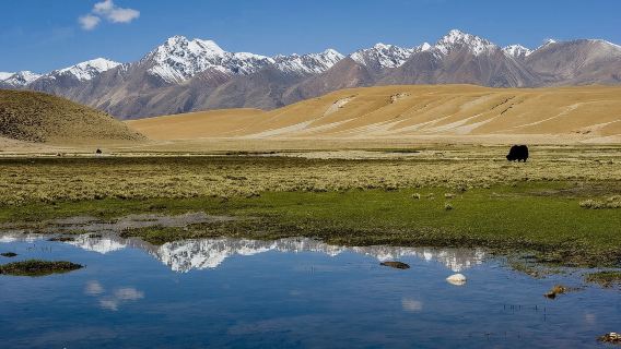青甘日遊包車/多日客製化崗什卡雪峰+祁連大草原+俄堡草原牧場