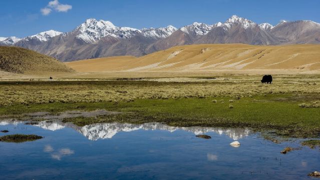 Lawatan Sehari Qinggan Sewaan Peribadi Puncak Salji Gangshika + Padang Rumput Qilian + Ladang Padang Rumput Ebao