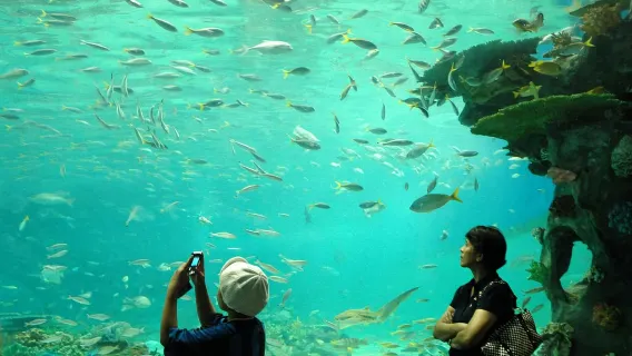 Manila, Philippines + Manila Ocean Park Round-trip Transfers/Adjustable Itinerary