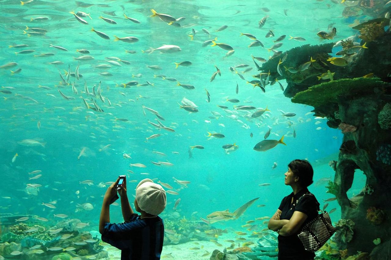 Manila, Philippines + Manila Ocean Park Round-trip Transfers/Adjustable Itinerary