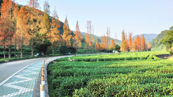 HangzhouTours