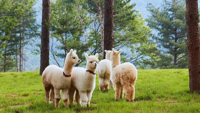 Alpaca World e Nami Island con tour in rail bike a Gangchon