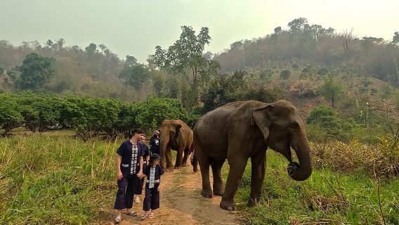 Elephant care program at CHIANGMAI ELEPHANT CARE