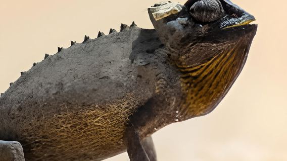 Cape Cross and Henties Bay Guided Tour SkeletonCoast Namibia