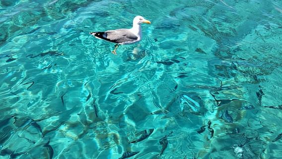 Santa-Giulia : Excursion d'une demi-journée aux îles Lavezzi