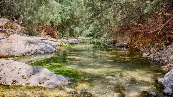 From Tel Aviv: Masada, Ein Gedi, and Dead Sea Guided Tour