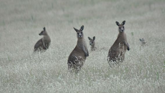 Esperienza di volo panoramico a Wineglass Bay e Maria Island