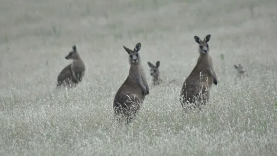 Trải nghiệm bay ngắm cảnh Vịnh Wineglass và Đảo Maria