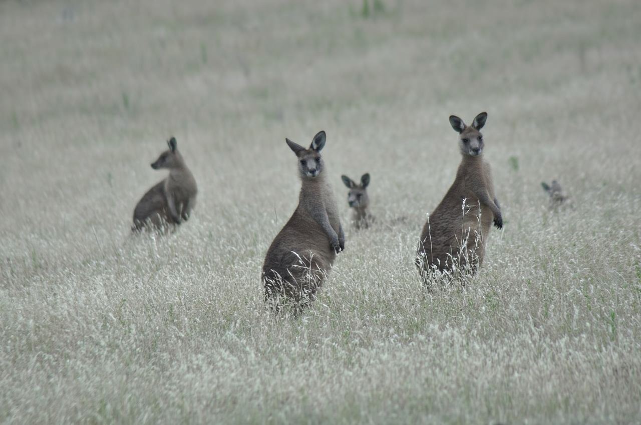 Esperienza di volo panoramico a Wineglass Bay e Maria Island