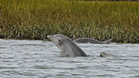 Hilton Head: Tour sinh thái ngắm cá heo cùng hướng dẫn viên tự nhiên