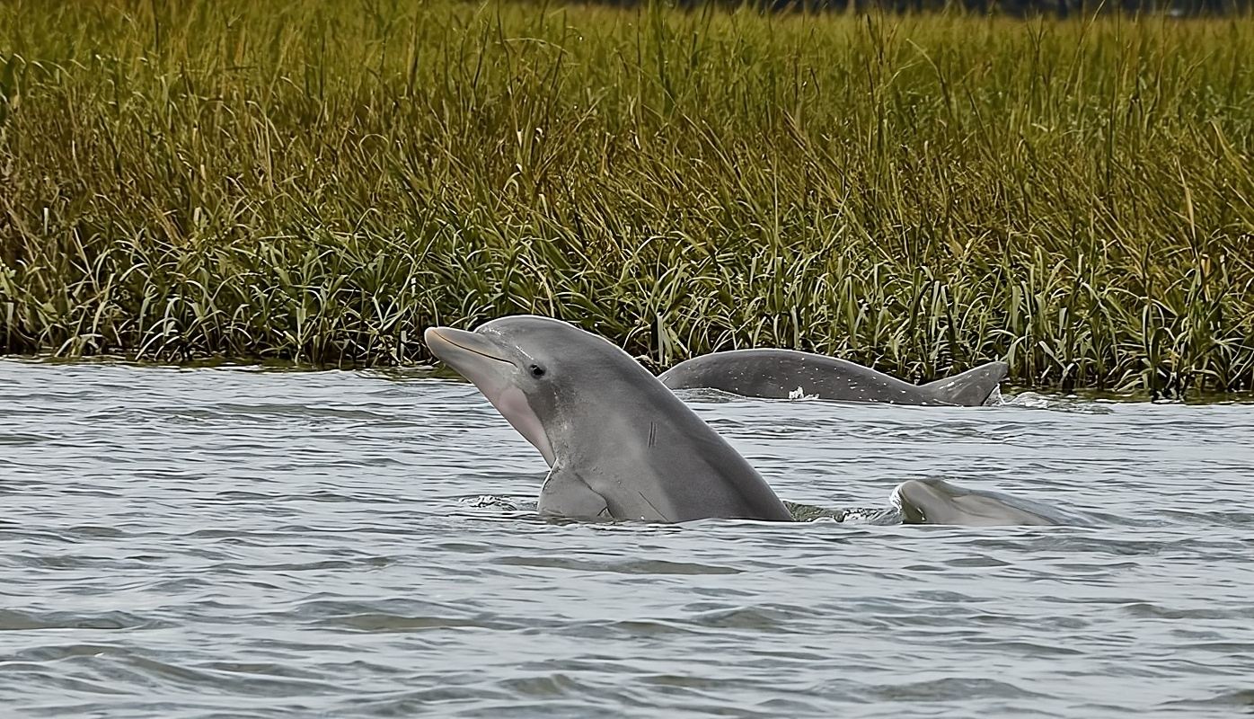 Hilton Head: Dolphin Eco Tour with Naturalist Guide