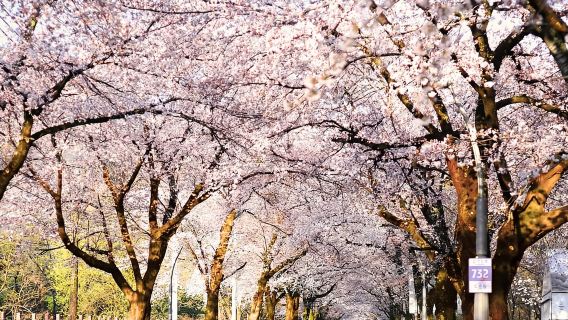 Seoul: Mt Seorak & Naksansa Temple or Nami Island Group Tour