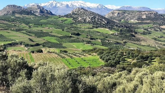 Crete: Olive, Wine, Raki - Flavorful Culinary Journey
