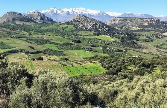 克里特島：橄欖油、香皂、葡萄酒、拉克酒－風味美食之旅