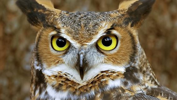 World of Birds Wildlife Sanctuary & Monkey Park: Entry Ticket