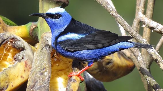 Tour di birdwatching a Curi cancha