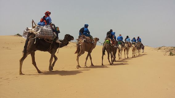 Essaouira: 3-Hour Camel Tour