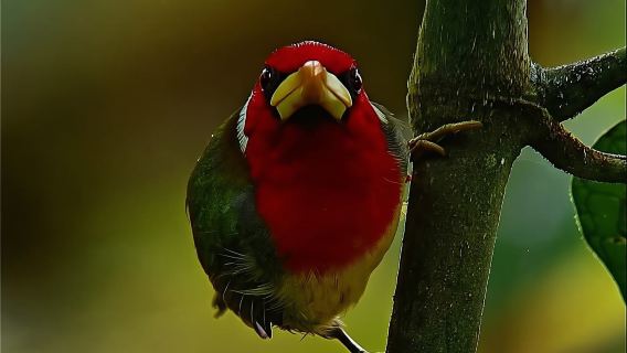 Jelajah Memerhati Burung Jaket di Mindo untuk menonton Toucans