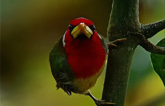 明多低成本賞鳥之旅（唐納雀、蜂鳥）