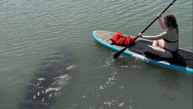 Экскурсия на каяках и SUP-досках с дельфинами и ламантинами в Нью-Смирне.