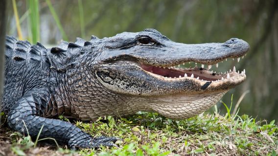Fort Lauderdale: 40-Min Everglades Airboat Ride & Animal Sanctuary Entry
