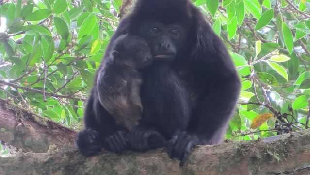 Natural History Tour at Curi Cancha Reserve in Monteverde