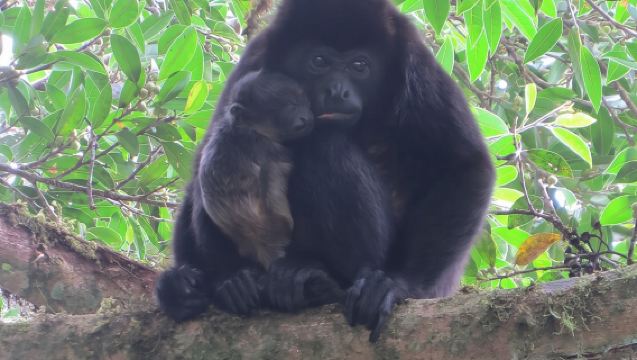 Naturkundliche Tour im Curi Cancha Reservat in Monteverde