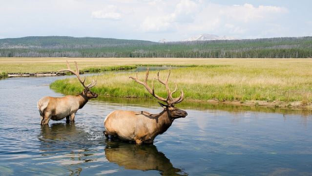 Yellowstone Wildlife Safari in Lamar Valley from Bozeman