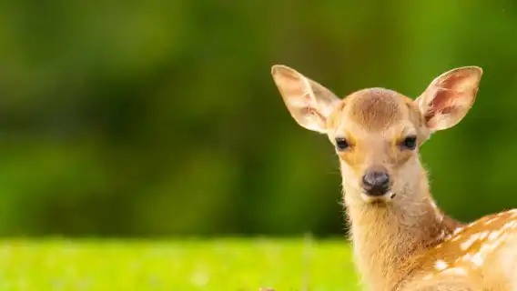 Nara Park + Arashiyama + Kinkaku-ji + Fushimi Inari Taisha one-day tour [includes meal]