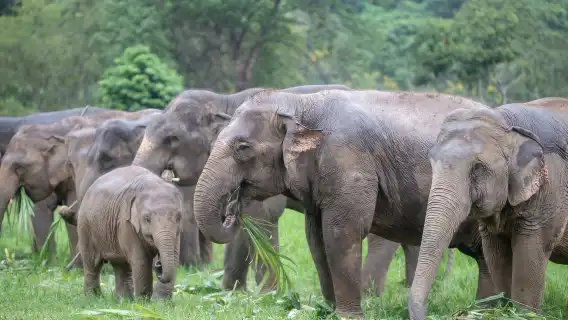 納財大象營官方 (直接預訂)|大象體驗活動