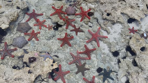 桑給巴爾：基萬嘎珊瑚礁浮潛與帆船之旅