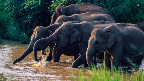 Wasgamuwa: Wasgamuwa National Park Private 3-Hour Safari