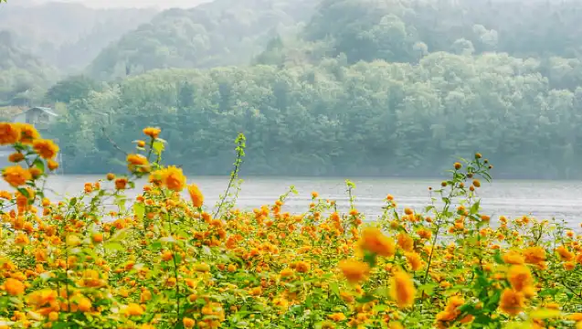 Seoul: Nami Island & Railbike & Begonia Bird Park Day Tour