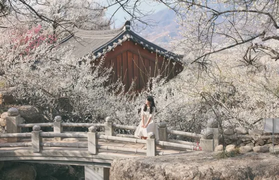 光陽梅花慶典+全州韓屋村一日遊(首爾出發, 2026年韓國春季限定)