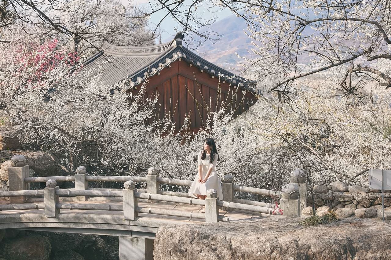 Gwangyang Plum Blossom Maehwa Festival + Jeonju Hanok Village One Day Tour (From Seoul, 2026 Spring Limited)