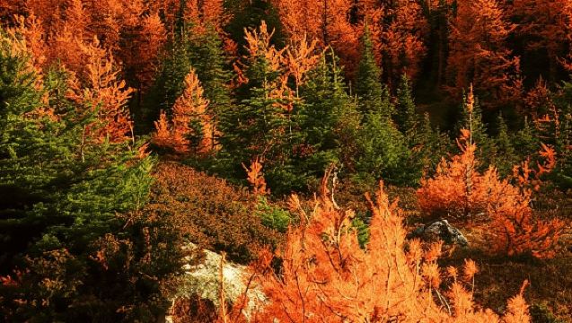 Banff/Canmore: Larch Valley & Moraine Lake shuttle RoundTrip