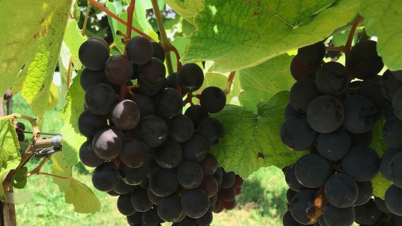 Art Of Wine – Travel Through The So-Called Wine Route Visiting Various Wineries