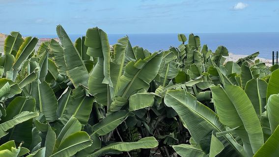 Chuyến tham quan có hướng dẫn đến Thế giới Chuối