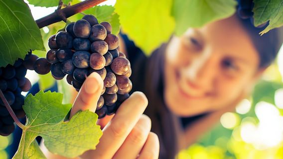 San Gimignano, Chianti and Montalcino Tour from Siena with Wine Tasting