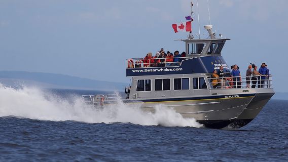 3-hour catamaran whale watching tour in Victoria