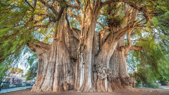 Hierve el Agua, Mitla, Tule and Teotitlán Tour with Mezcal Tasting