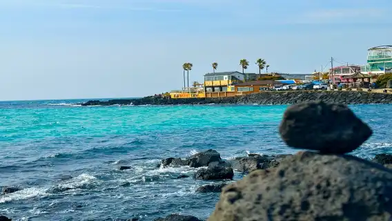 【追海豚西南線】濟州島旅遊一日遊涯月邑挾才海水浴場小羊肖恩山茶花