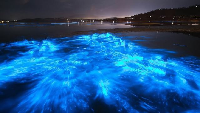 Sunset Bioluminescent Comb Jelly & Dolphin Tour