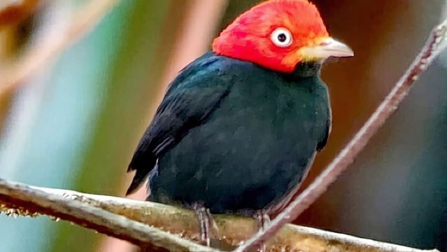 ทัวร์นำเที่ยวธรรมชาติในอุทยานมานูเอล อันโตนิโอ 2-3 ชั่วโมง