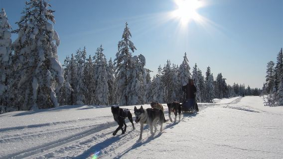 Rovaniemi: 7-Kilometer Self-Driven Apukka Husky Adventure