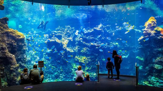 Golden Gate Park-Tour mit der California Academy of Sciences