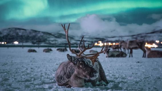 Tromsø: gita di un giorno in slitta trainata da renne, cena e aurora boreale